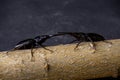 two black stag beetles are fighting on a beige