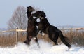 Two black stallion Royalty Free Stock Photo