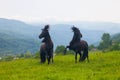 Two black stallions Royalty Free Stock Photo