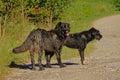 Two black stray dogs on a dirt road in the Romanian countryside