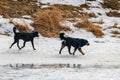 Two black stray dogs running along a snowy riverbank in sunny winter day Royalty Free Stock Photo