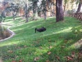 Two black swams at Parque Retiro- Madrid