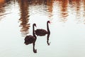 Two black swan pond autumn Royalty Free Stock Photo