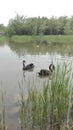 Two black swans in Beijing