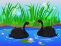 Two black swans. Couple in love. Royalty Free Stock Photo