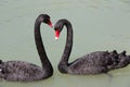 Two black swans Royalty Free Stock Photo
