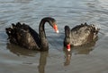 Two black swans (Cygnus atratus) Royalty Free Stock Photo