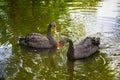 Two black swans Cygnus atratus Royalty Free Stock Photo