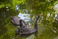 Two black swans Cygnus atratus Royalty Free Stock Photo
