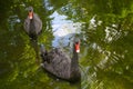 Two black swans Cygnus atratus Royalty Free Stock Photo