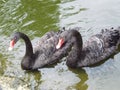 Two black swans (Cygnus atratus) swim on the lake. Scene from the wild. Beautiful black royal birds with red Royalty Free Stock Photo