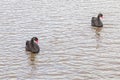 Two black swans cygnus atratus swimming with identical posture Royalty Free Stock Photo