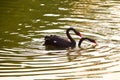 Two black swans are falling love with each other Royalty Free Stock Photo