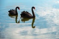 Two black swans float on reflected clouds Royalty Free Stock Photo