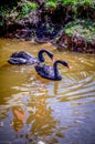 Two black swans float down the river on a summer day Royalty Free Stock Photo