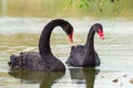 Two black swans float in the lake. Cygnus atratus Royalty Free Stock Photo