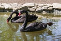 Two black swans float in the lake. Love couple of black swans. Royalty Free Stock Photo