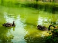 Two black swans float in the lake. Love couple of black swans. Black swans mating dance. Royalty Free Stock Photo