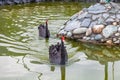 Two black swans float in the lake. Love couple of black swans. Black swans mating dance. Beautiful wildlife concept Royalty Free Stock Photo