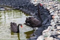 Two black swans float in the lake. Love couple of black swans. Black swans mating dance. Beautiful wildlife concept Royalty Free Stock Photo
