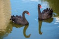 Pair of swans Royalty Free Stock Photo