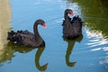Two black swans with red beaks Royalty Free Stock Photo