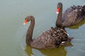 Two black swans float in the water Royalty Free Stock Photo