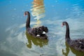 Two black swans float on the monastery buildings reflected Royalty Free Stock Photo