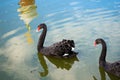 Two black swans float on the reflected buildings of the monastery Royalty Free Stock Photo