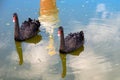 Two black swans float in the water Royalty Free Stock Photo