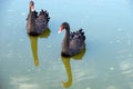 Two black swans on the pond Royalty Free Stock Photo