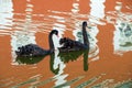 Two black swans float on the monastery pond Royalty Free Stock Photo