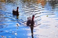 Two black swans float in park lake. Autumn background. Royalty Free Stock Photo