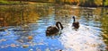 Two black swans float in park lake. Autumn background. Royalty Free Stock Photo