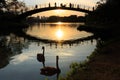 Two black swans floating on the lake while people watch a colorful sunset, Ibirapuera Park, Sao Paulo, Brazil