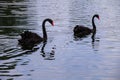 Two black swans floating on the lake Royalty Free Stock Photo