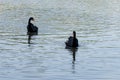 Two black swans floating on the water, Beautiful graceful birds of black color Royalty Free Stock Photo