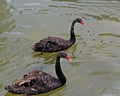 Two black swans floating on the water Royalty Free Stock Photo