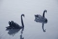 Two black swans Royalty Free Stock Photo