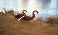 Two black swans on the lake. Autumn mood. Walk in the fresh air. A pair of swans Royalty Free Stock Photo