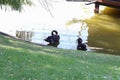 Two black swans on the lake in a landscaped park summer. Copy space - concept animals, nature, park, summer walk