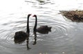 Two black swans in lake, Lithuania Royalty Free Stock Photo