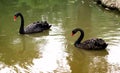 Two black swans on the lake . Royalty Free Stock Photo