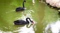 Two black swans on the lake . Royalty Free Stock Photo