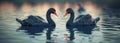 Two black swans on the lake. Selective focus. Royalty Free Stock Photo