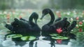 Two black swans on the lake. Selective focus. Royalty Free Stock Photo