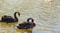 Two Black Swans in Love Royalty Free Stock Photo