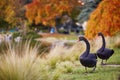Two black swans in Montsouris park, Paris