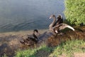 Two black swans a pair of black swans play in the summer in a pond in shallow water Royalty Free Stock Photo
