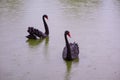 Two Black Swans in a pond